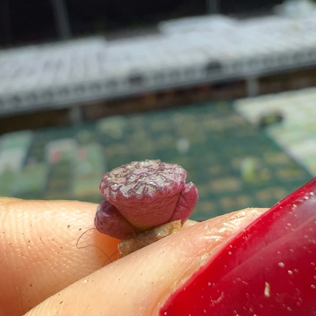 绵***糖毒液多肉多肉植物