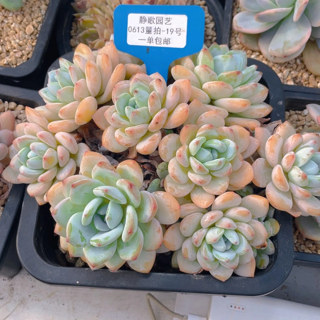 0613-19-冷香大群一颗量拍