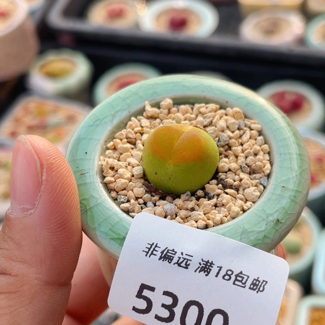 无花朵5300-一物一拍 带盆 1798.79 O泡