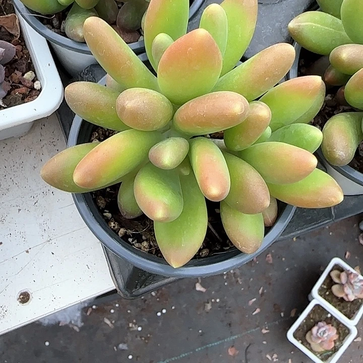 青蛙王子儿童牙膏111