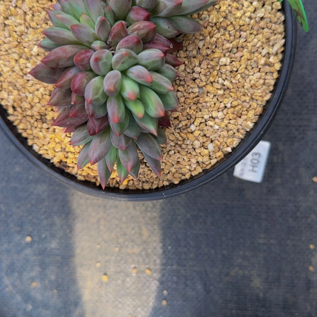 无花朵?**?A38紫体虞美人