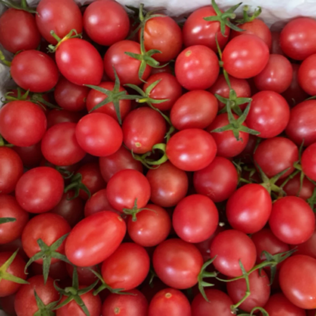 广东电白千禧小西红柿