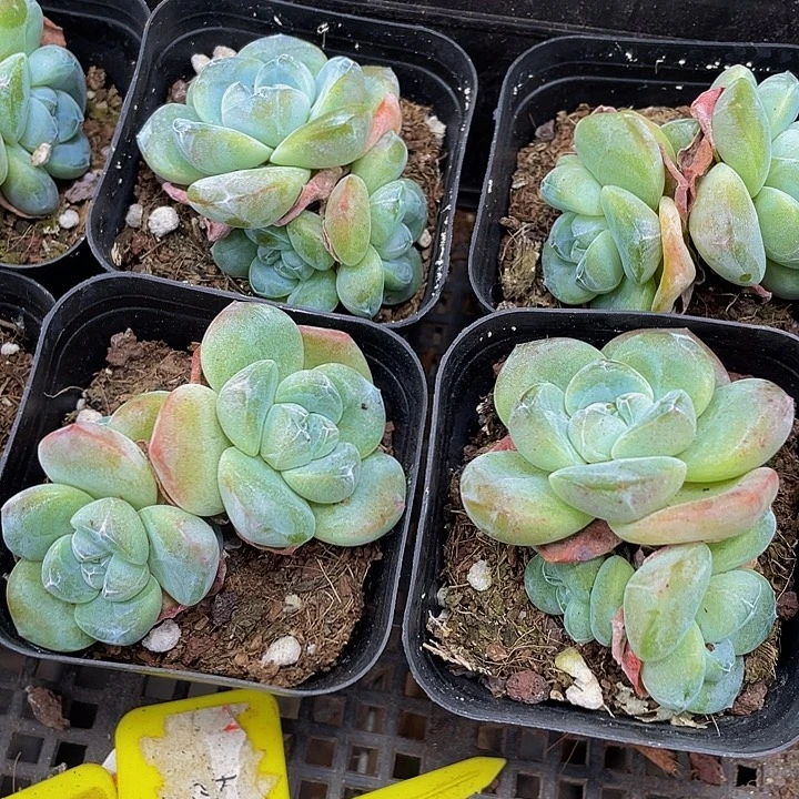三头琥珀冰玉带盆土
