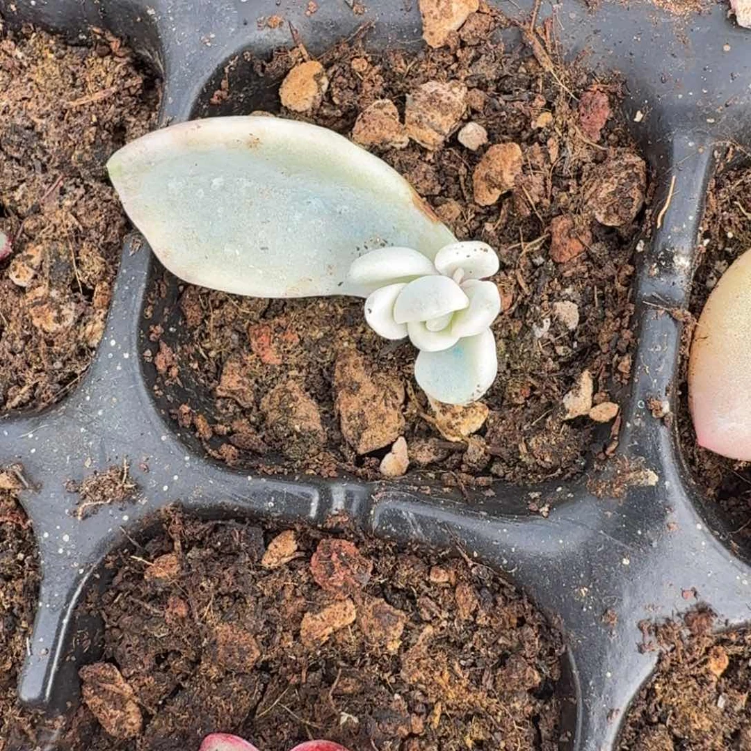 美尻腹腹欧你锦无替品