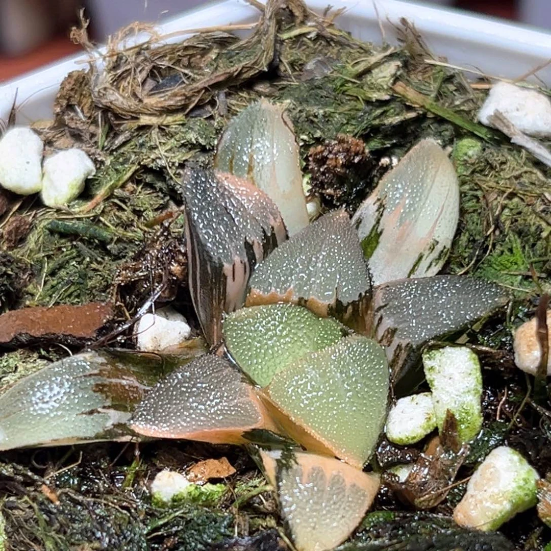 西****子恭喜发财大吉大利255