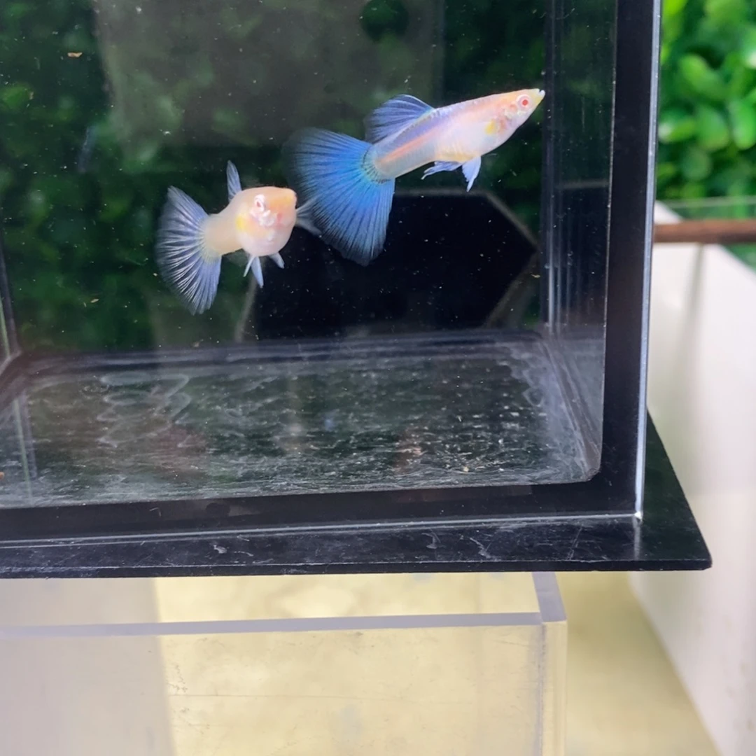 孔雀鱼紫白欧翼一对