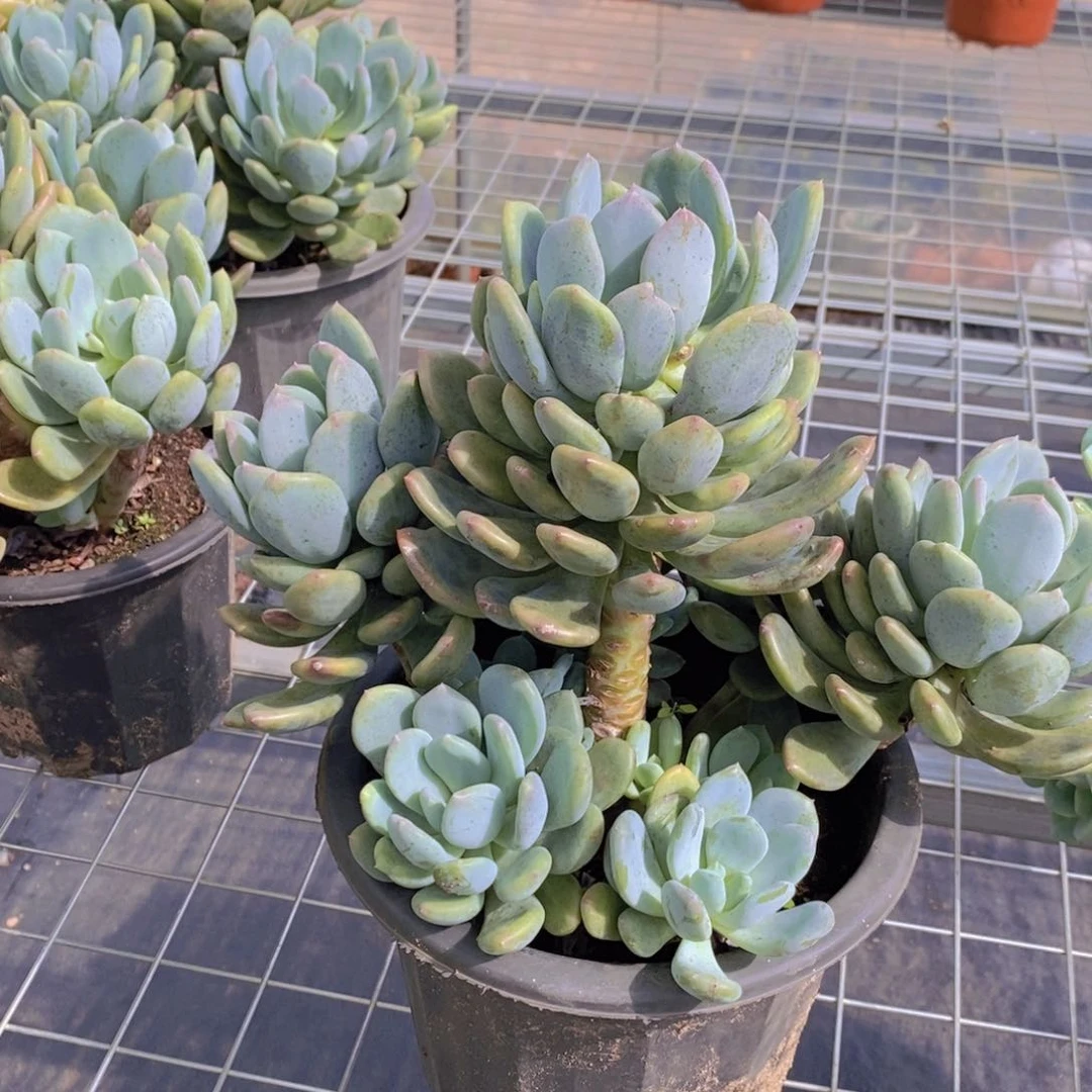 灰姑娘超级大盆群生五大头起发老桩带崽