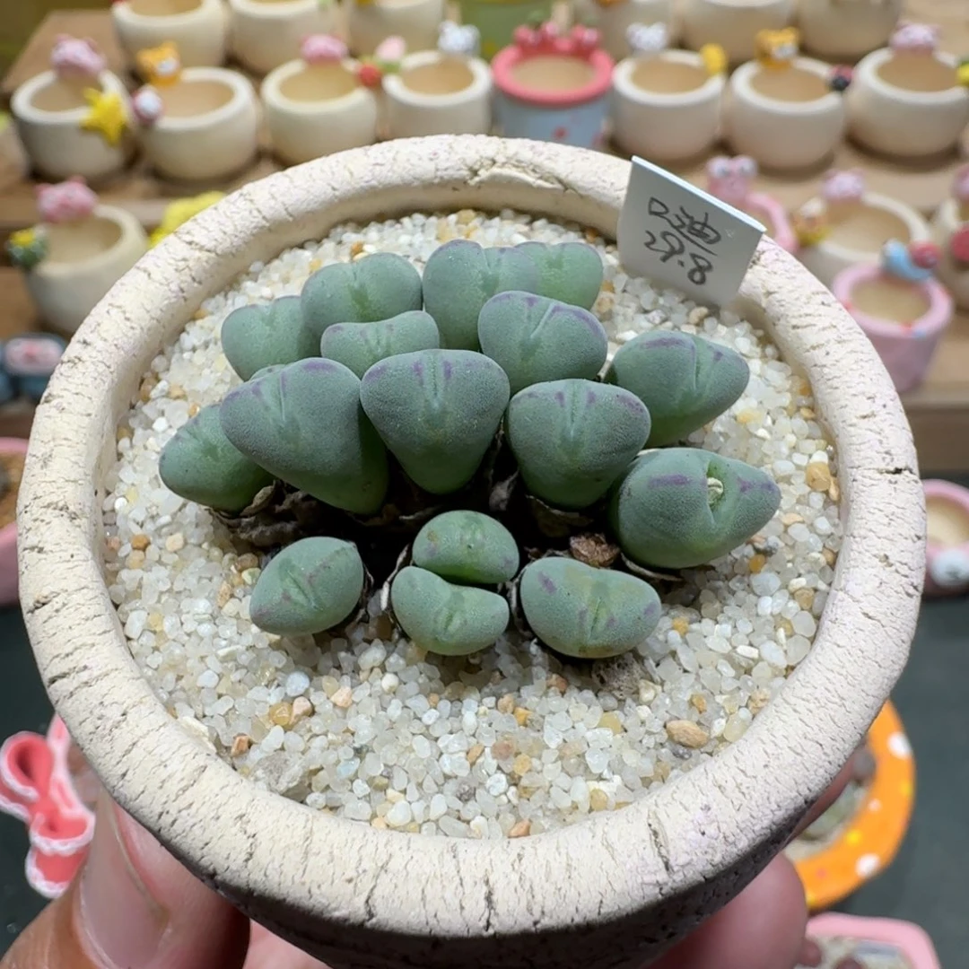 蘑菇1330口迪多肉植物