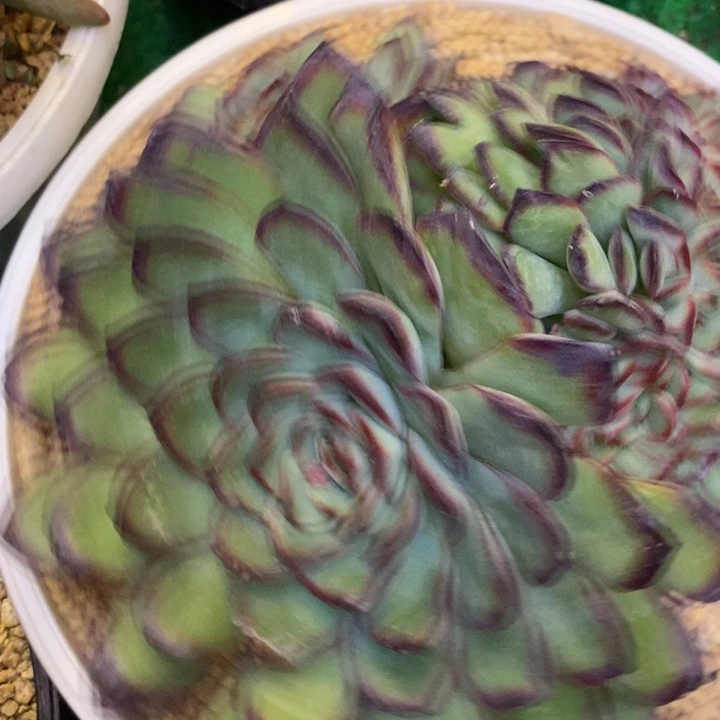 麦****88888888888888888