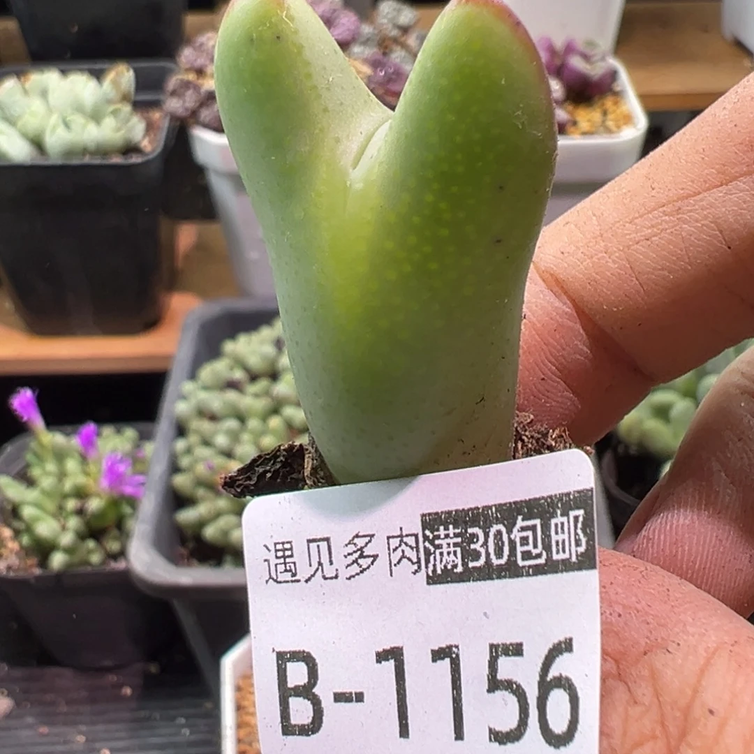 多肉植物1111111111111
