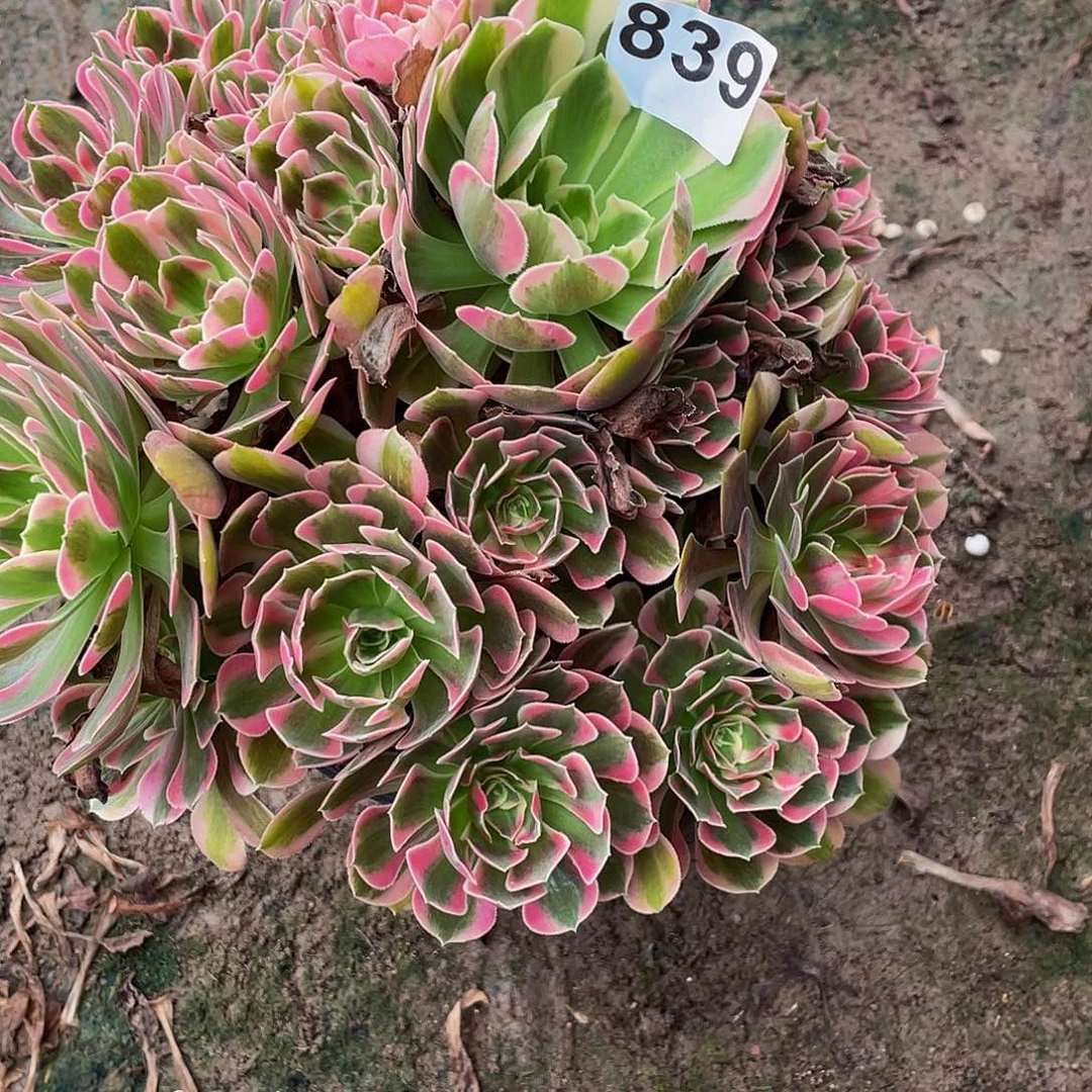 多肉法师839号花样发货不包损