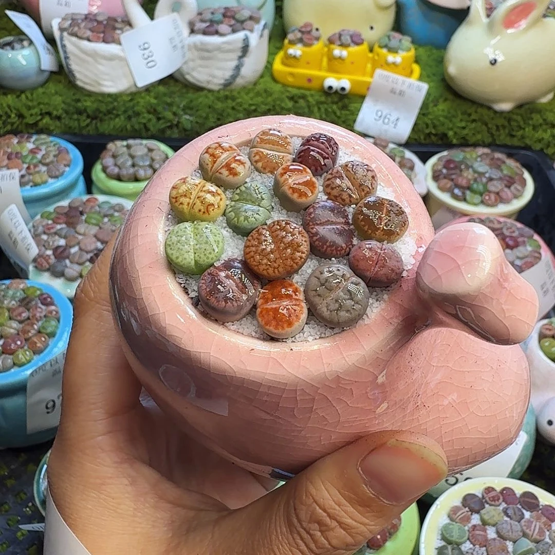 多肉植物福利冲978