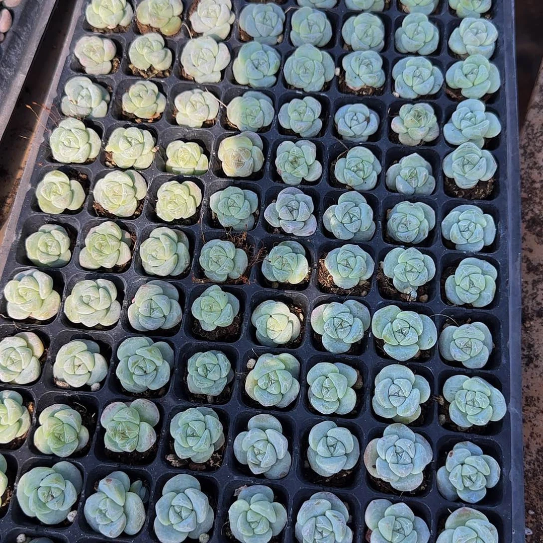 9颗一组小琥珀心儿冰玉开播福利