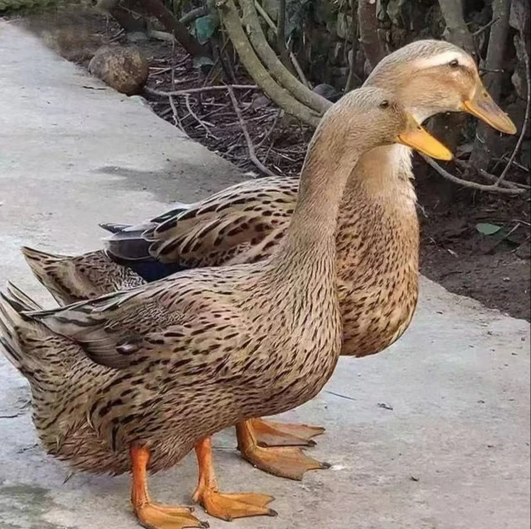 湖南攸县散养两年老麻鸭（顺丰包邮）