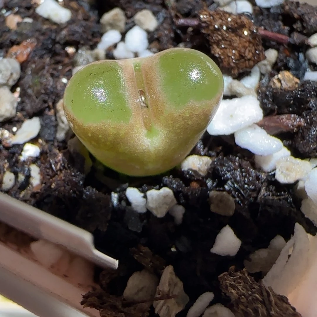 肉锥多肉植物百科26-磁铁1035