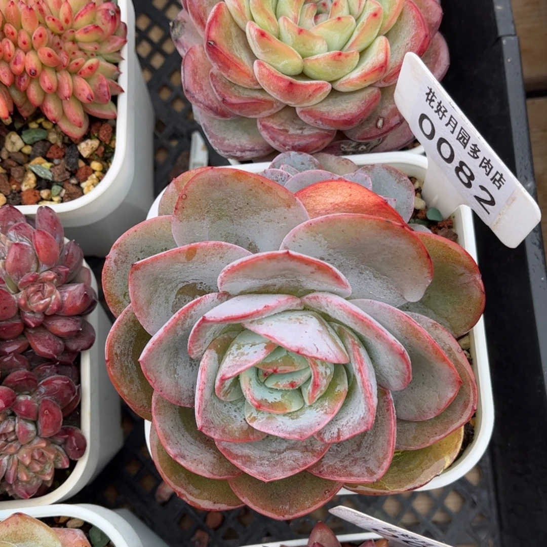 多肉植物0082 满30包邮