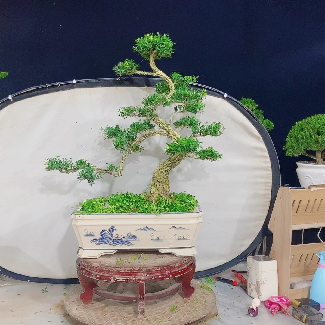 无花朵广东小叶黄杨