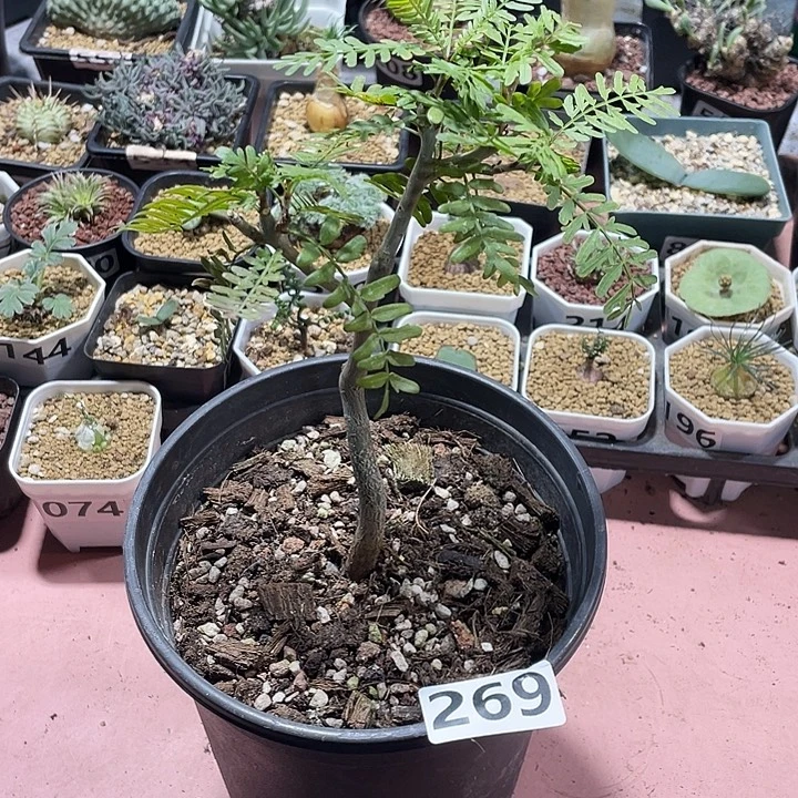269羽叶裂榄块根植物