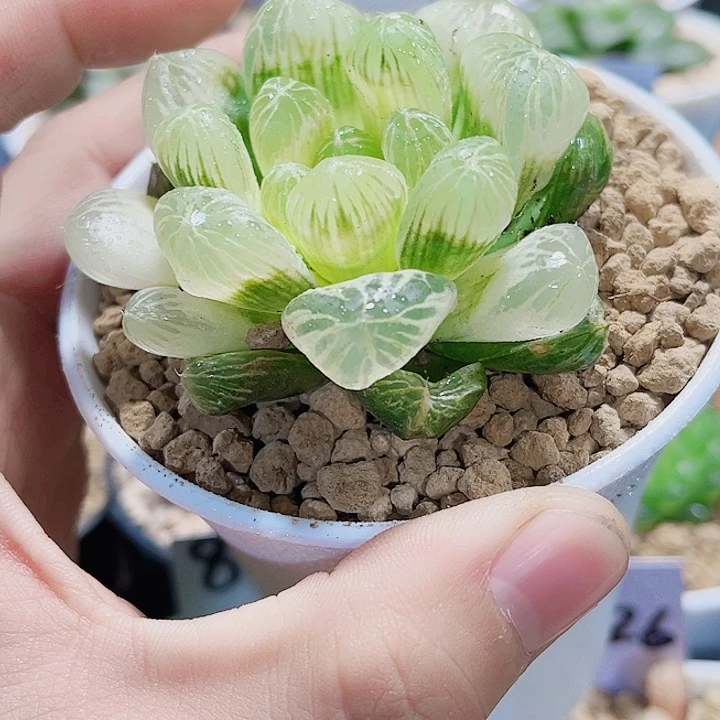 琥珀雨露新手好养