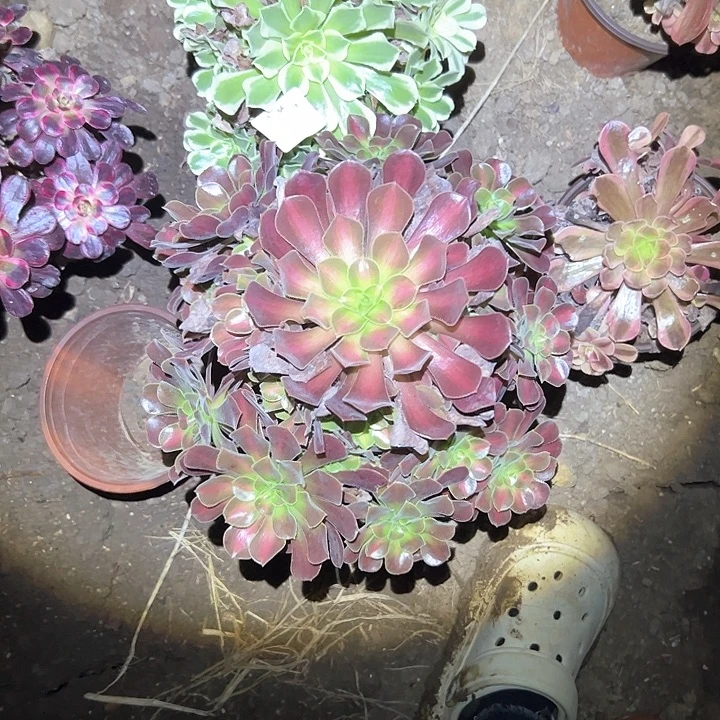 三***妹多肉植物一物一拍10