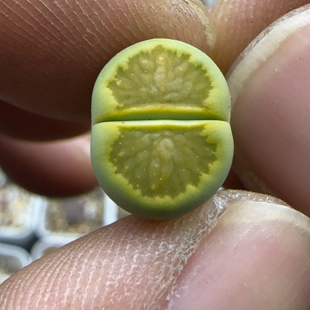 259 生石花大棚直播