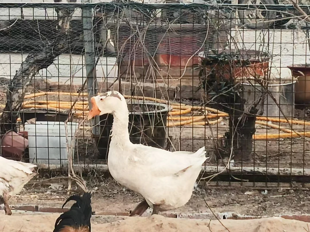 一年半左右的鹅毛重八斤半左右，净重四斤半左右