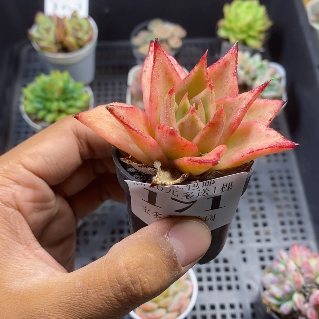 星星凸起一物一拍满20包邮满26送一颗多肉