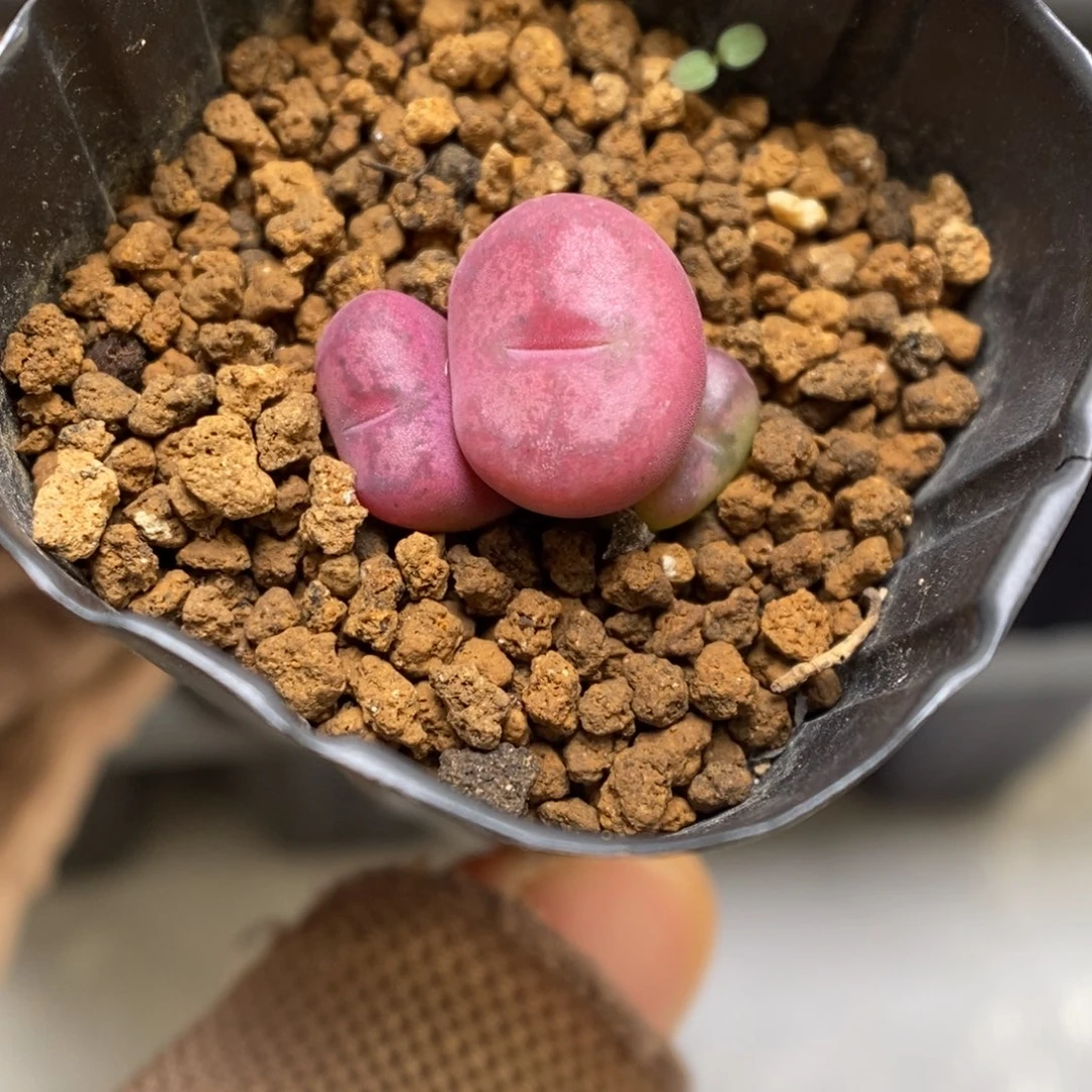 多肉植物肉锥杂交K-3466