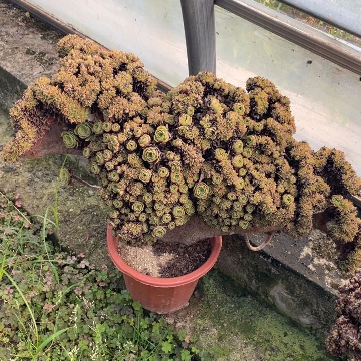 法师老桩缀化万圣节