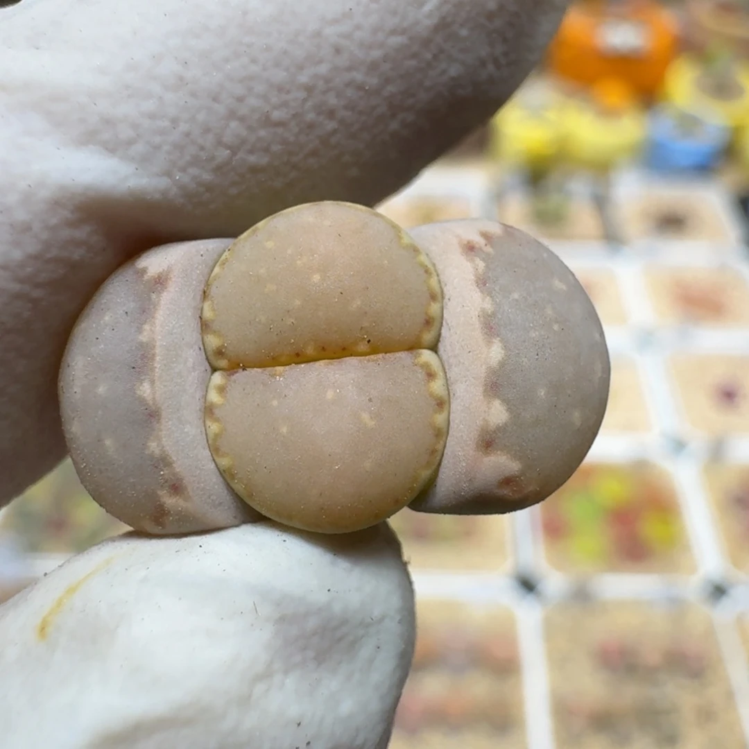 布****40225-07饼干编号162