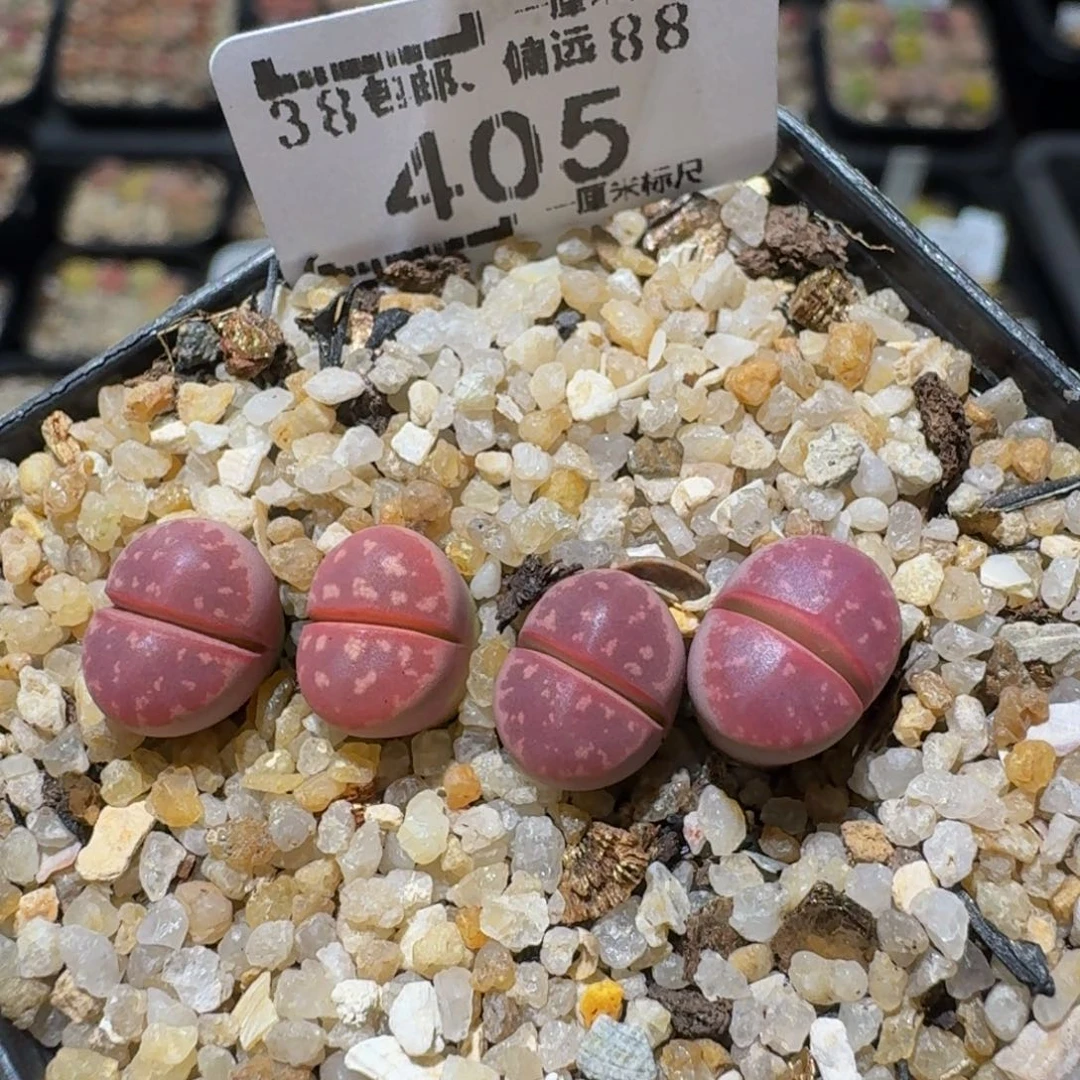 Zzzz生生花肉锥405