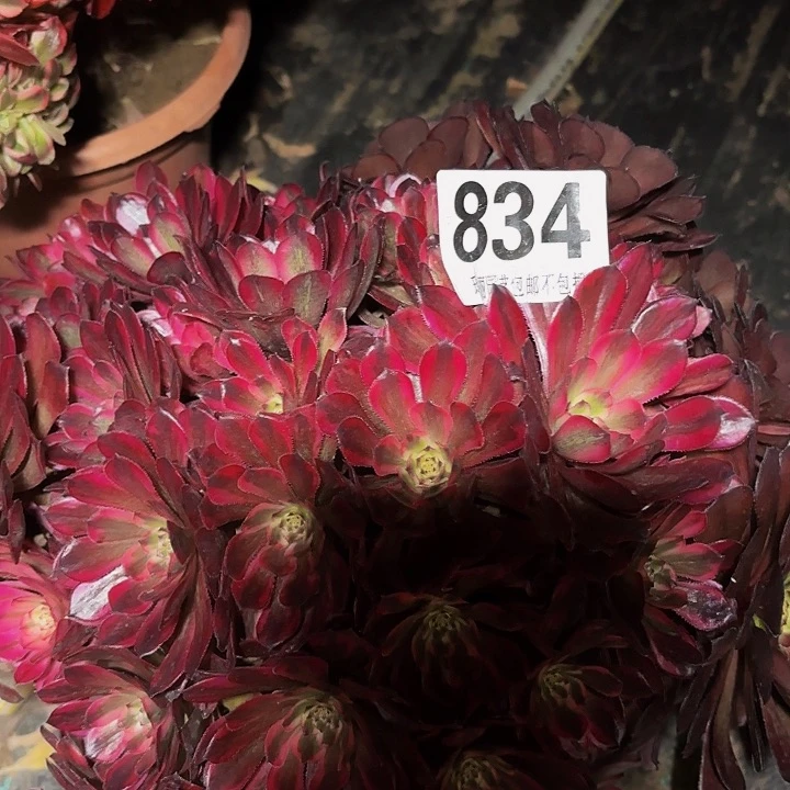 834红金刚花花2-13