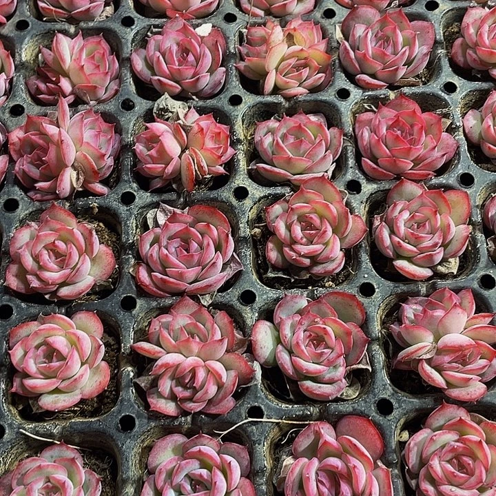 小侧影1元带土发货