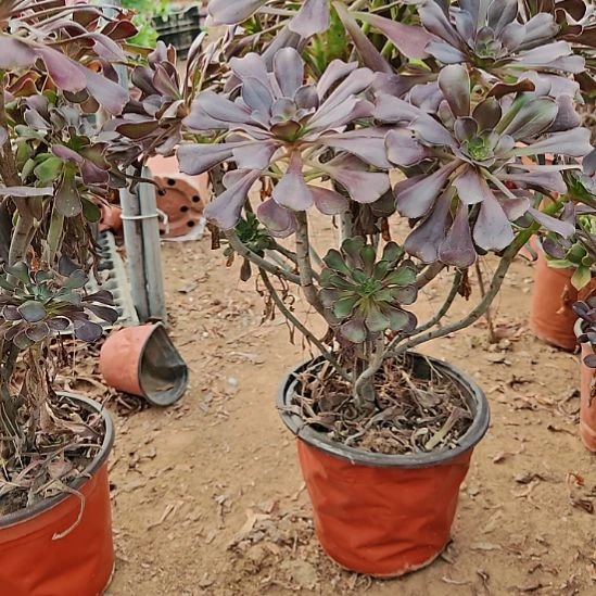 圆叶加急发货法师10