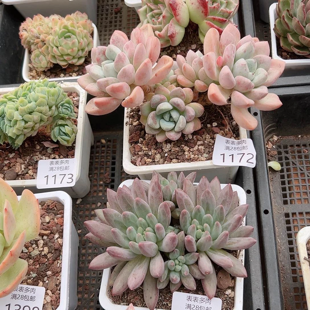 东***珠多肉一物一拍植物1172