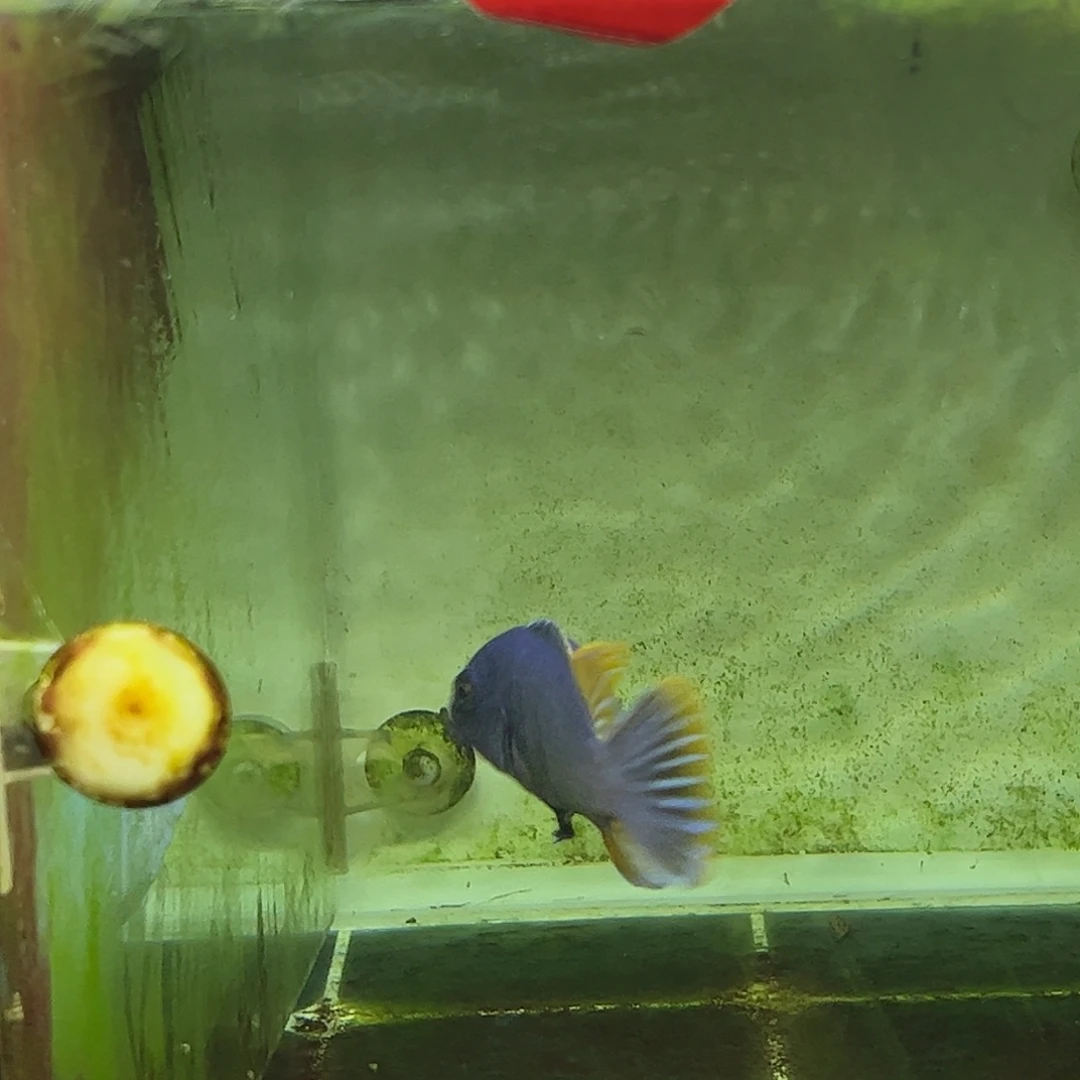 七***心海水鱼7号mbj小丑公