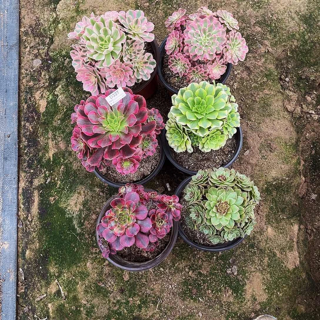 糯***欧多肉植物327六小颗