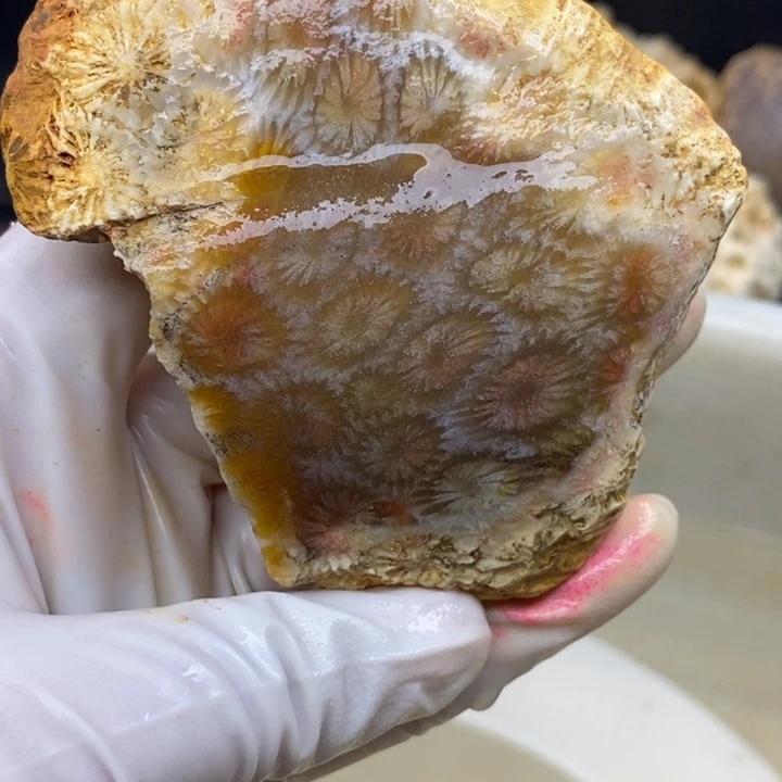【闪购商品】未镶嵌珊瑚玉硅化玉