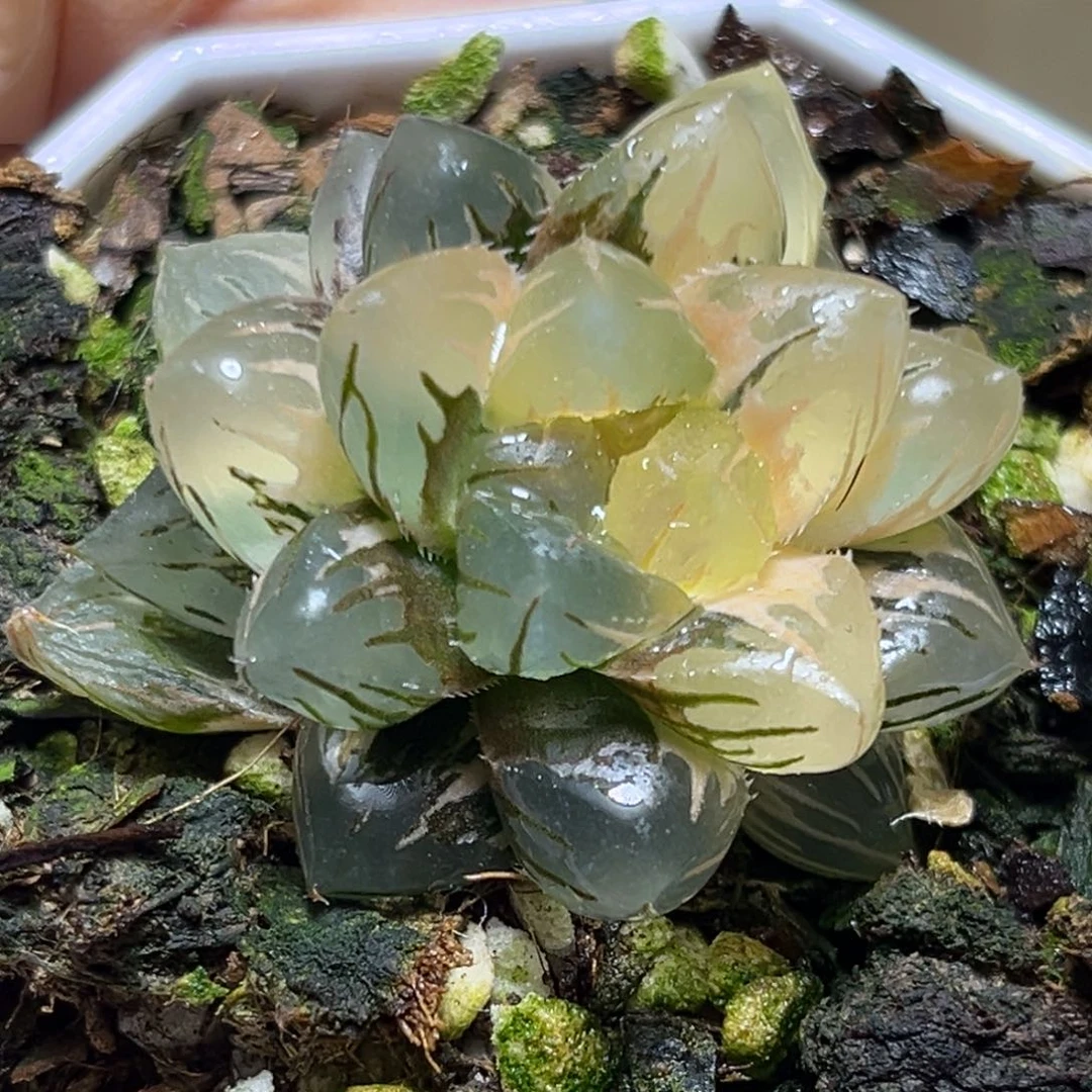 恭喜发财大吉大利0183