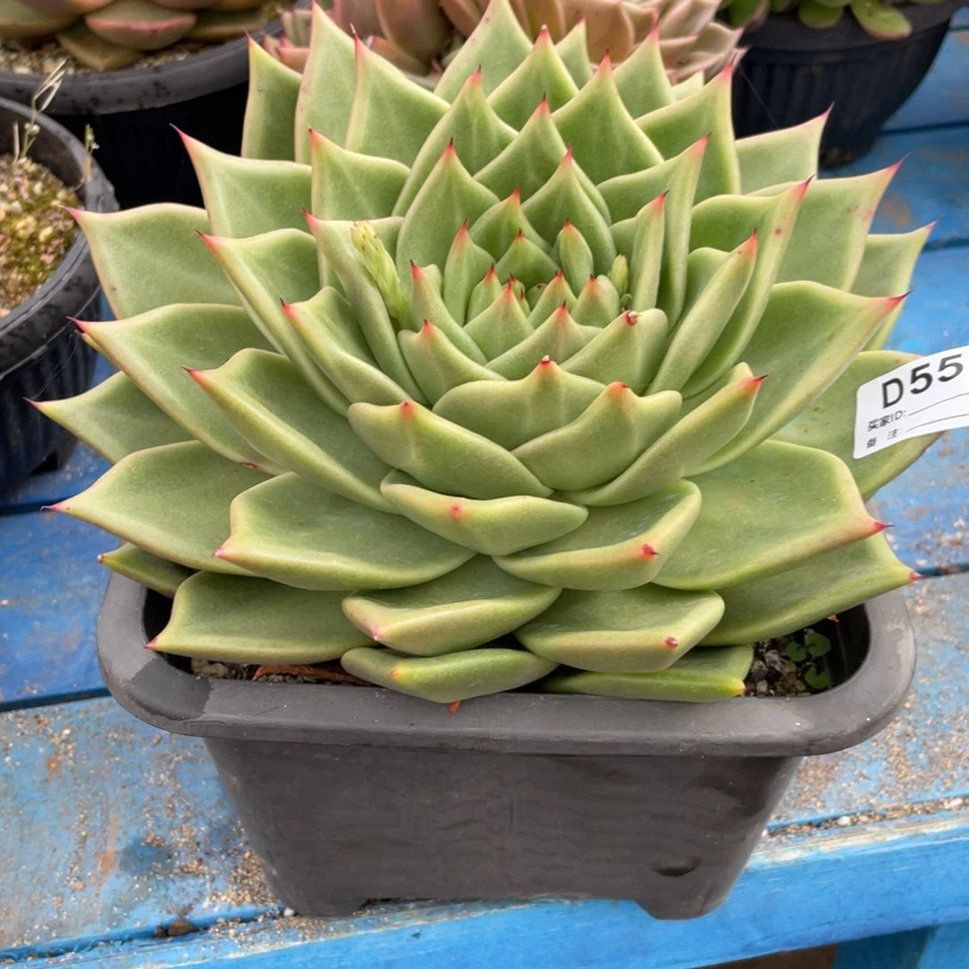 无花朵若如东云单拍D555