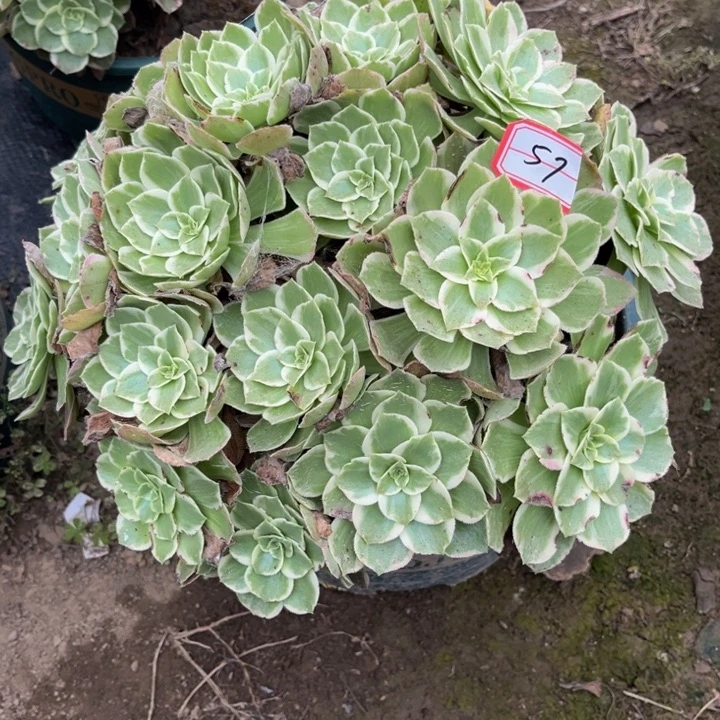 57海王多肉植物法师