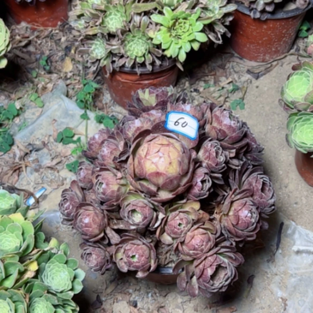 【闪购商品】多肉植物黑魔60