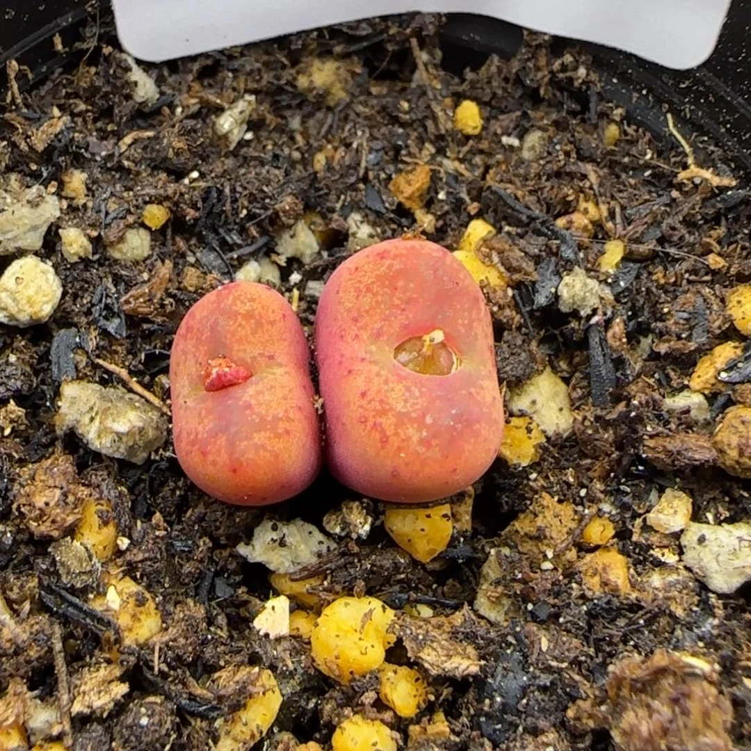 9198。默认脱土。18包邮。偏远88包邮