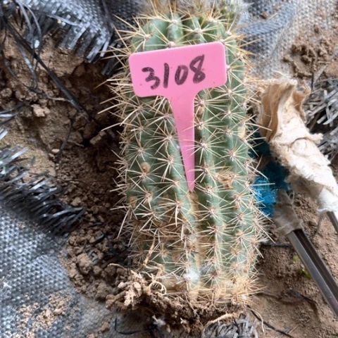 清清97有斑介意3108