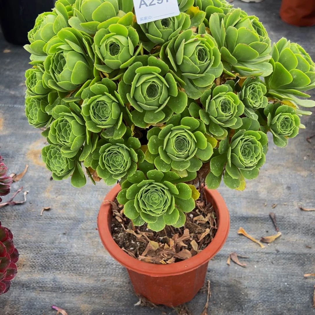 无花朵297绿羊绒法师多肉