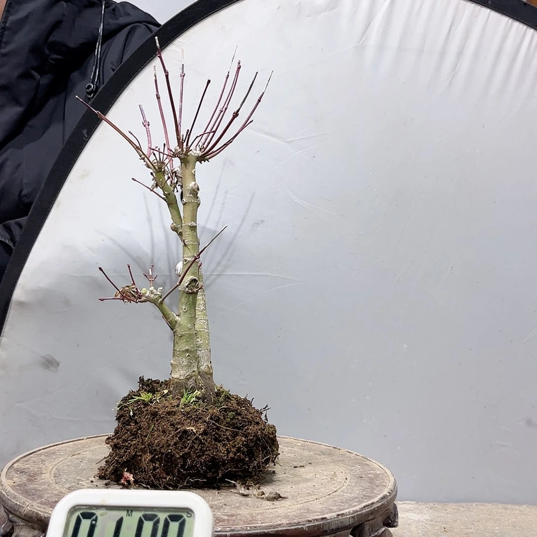 好****吧高端盆栽红枫