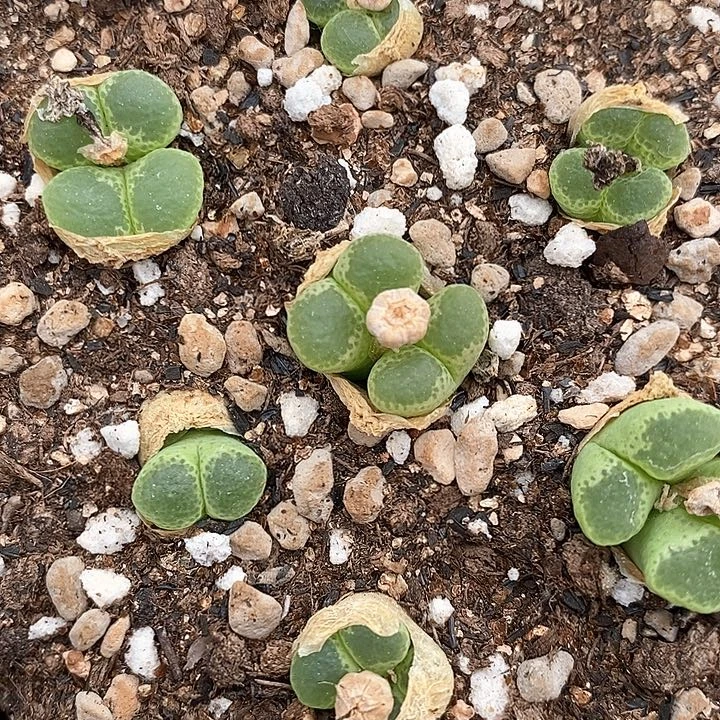 双头绿眼睛风铃一颗