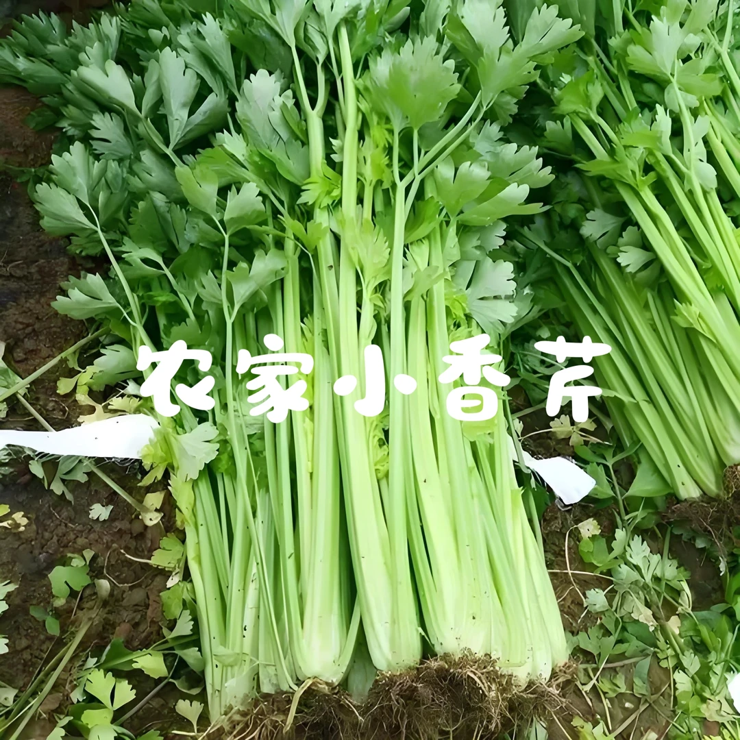 【阿林生鲜类】农家芹菜