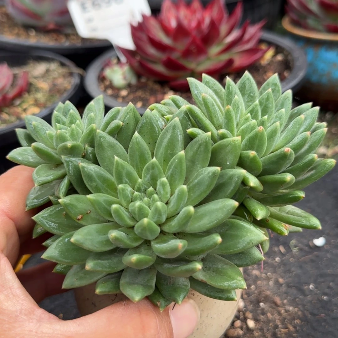 青花瓷惊鸿一物一拍包装收缩花旱