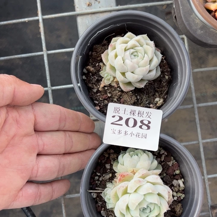 静*.白月影2颗量拍多肉满20包邮初7发